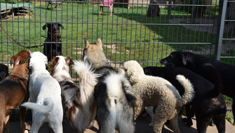 Resozialisierung Revier für Hunde